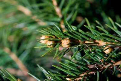 Picea abies 'Viminalis' - smrk ztepilý, obecný - pupeny jehlice